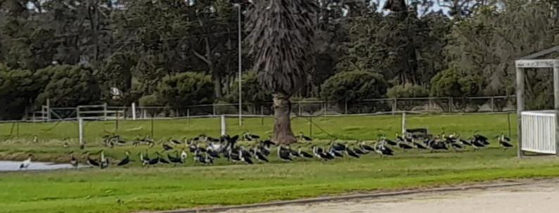 101 Oatlands Motel Mount Barker ภายนอก รูปภาพ
